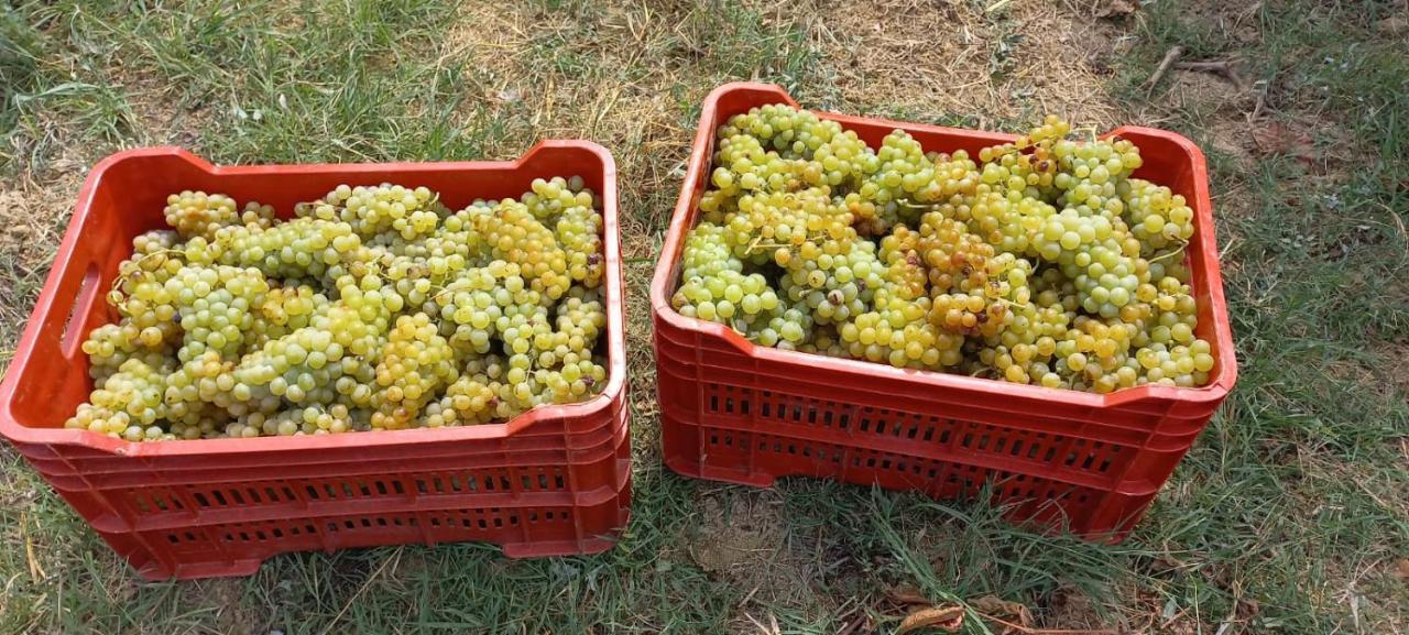 1929 Wine Food Relax Agriturismo 아키테르메 외부 사진