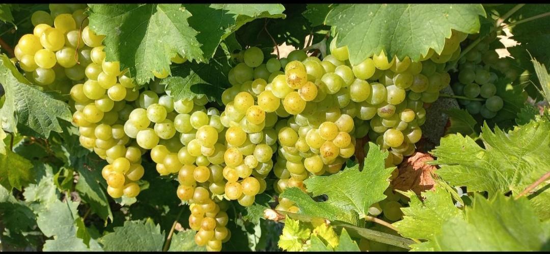 1929 Wine Food Relax Agriturismo 아키테르메 외부 사진